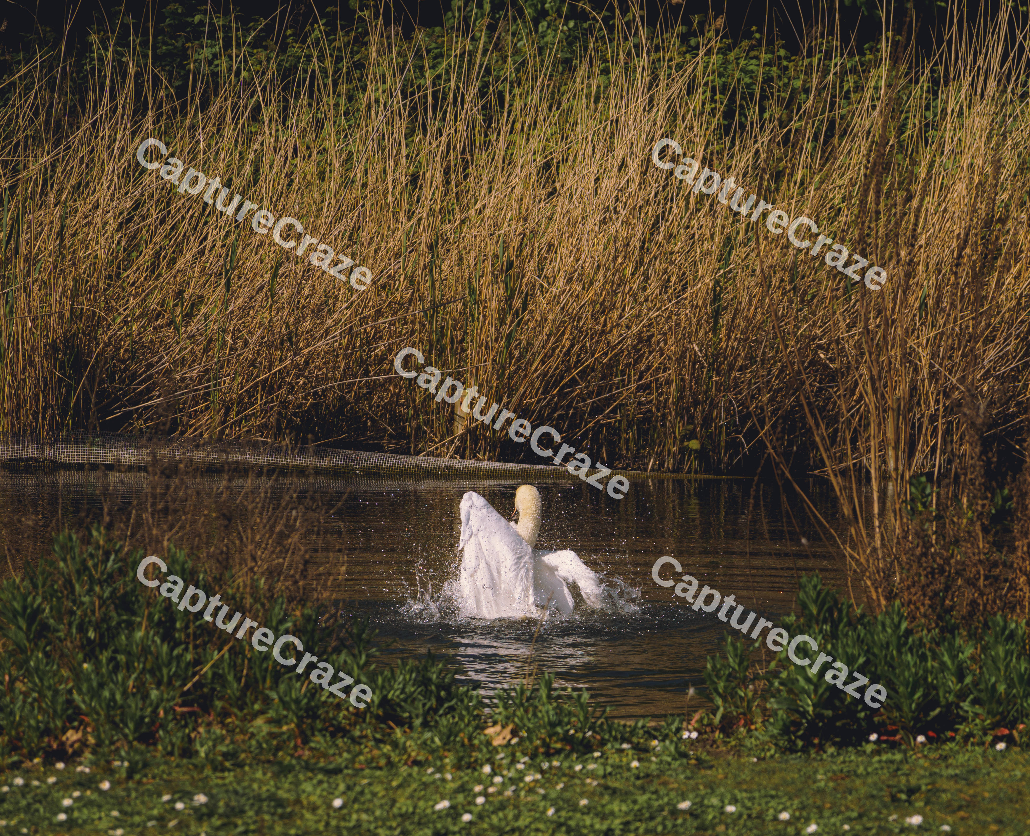 A Swan Display (Variation)